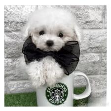 オンライン見学