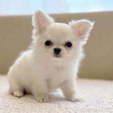 ♀︎チワワ(ロングコート)