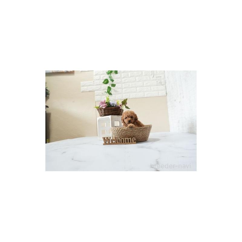 成約済の滋賀県のタイニープードル-444909の3枚目