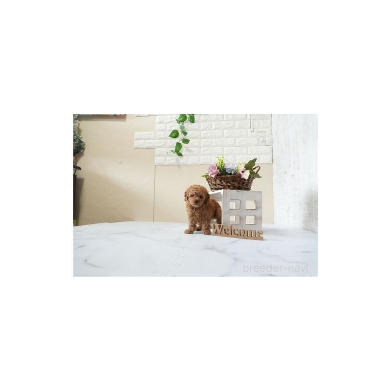 成約済の滋賀県のタイニープードル-444909の2枚目