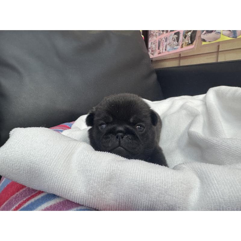 商談中の岐阜県のパグ-443170の14枚目