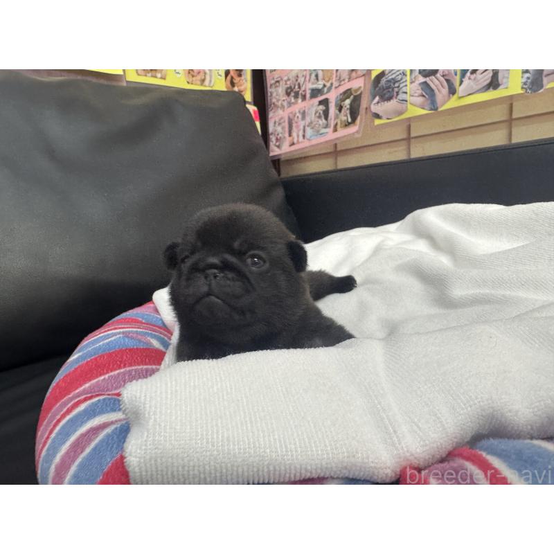 商談中の岐阜県のパグ-443170の13枚目