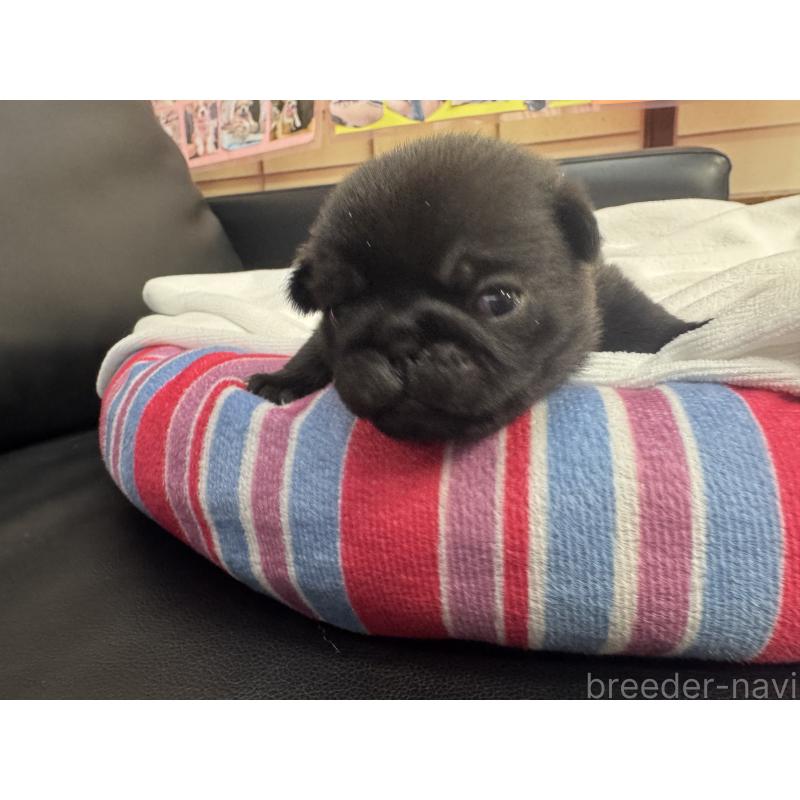 商談中の岐阜県のパグ-443170の12枚目