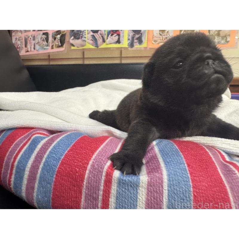 商談中の岐阜県のパグ-443170の11枚目