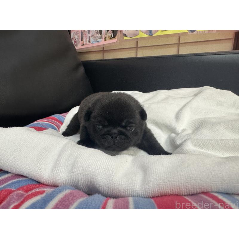 商談中の岐阜県のパグ-443170の10枚目