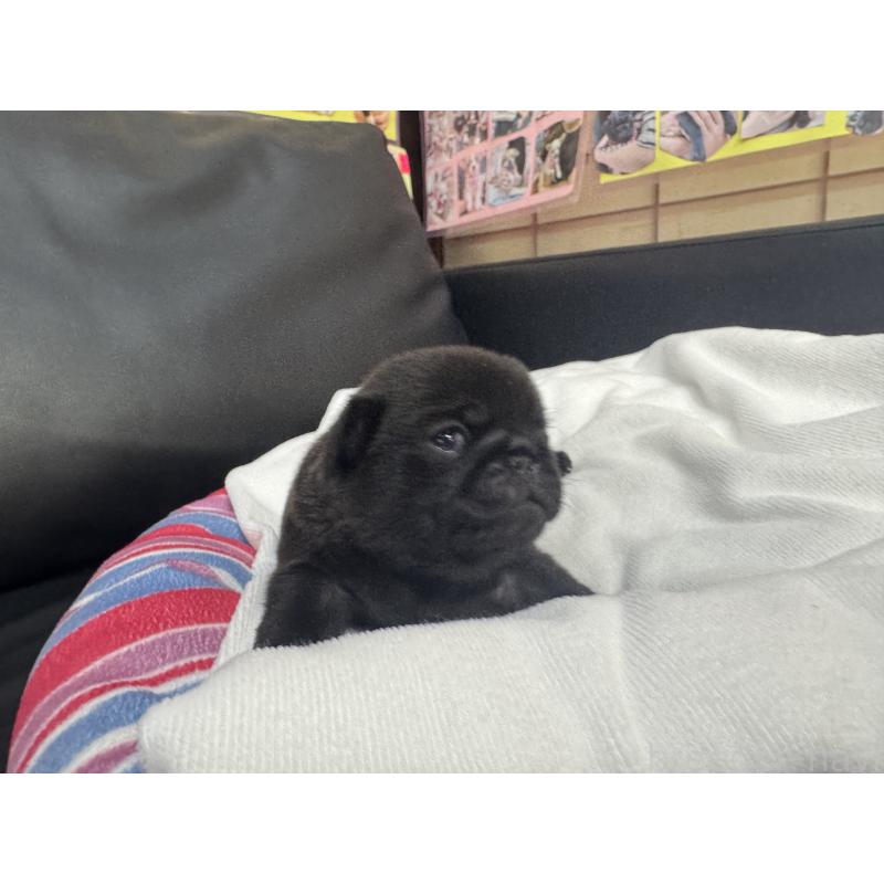 商談中の岐阜県のパグ-443170の9枚目