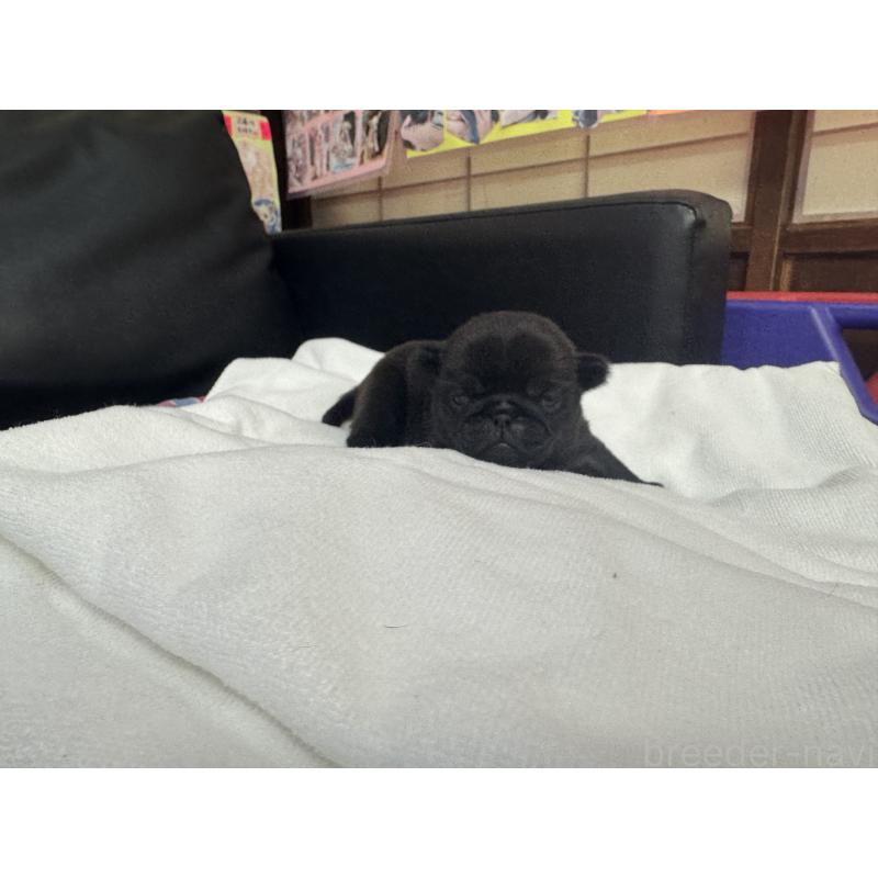 商談中の岐阜県のパグ-443171の13枚目