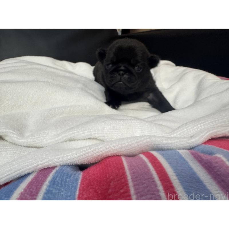 商談中の岐阜県のパグ-443171の12枚目