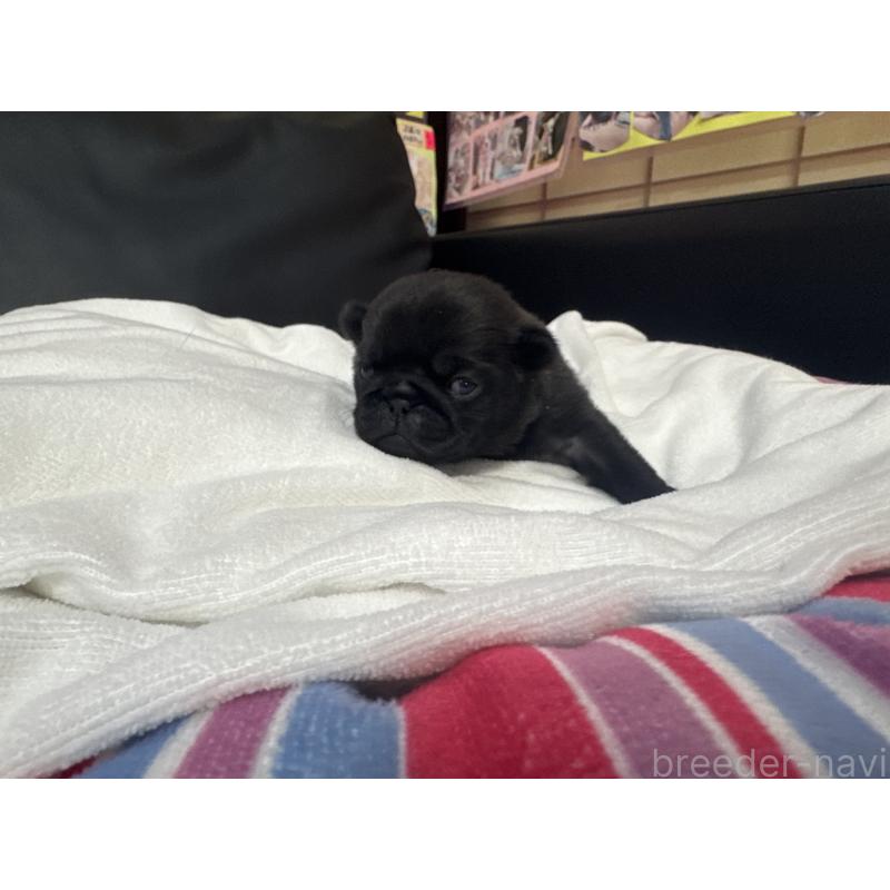 商談中の岐阜県のパグ-443171の11枚目