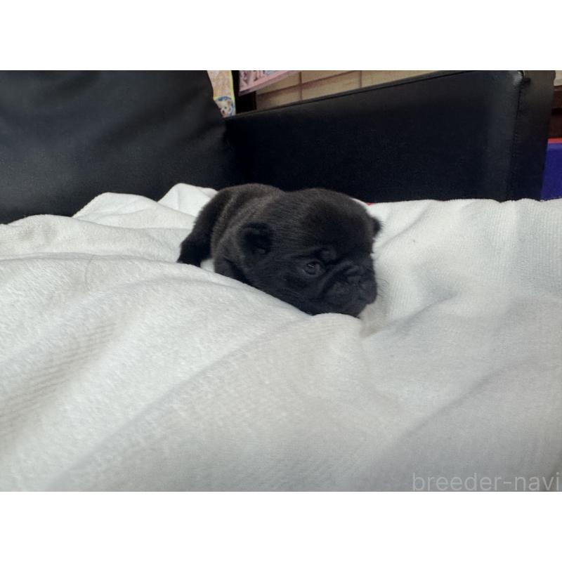 商談中の岐阜県のパグ-443171の10枚目