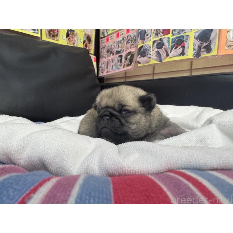 商談中の岐阜県のパグ-443173の13枚目