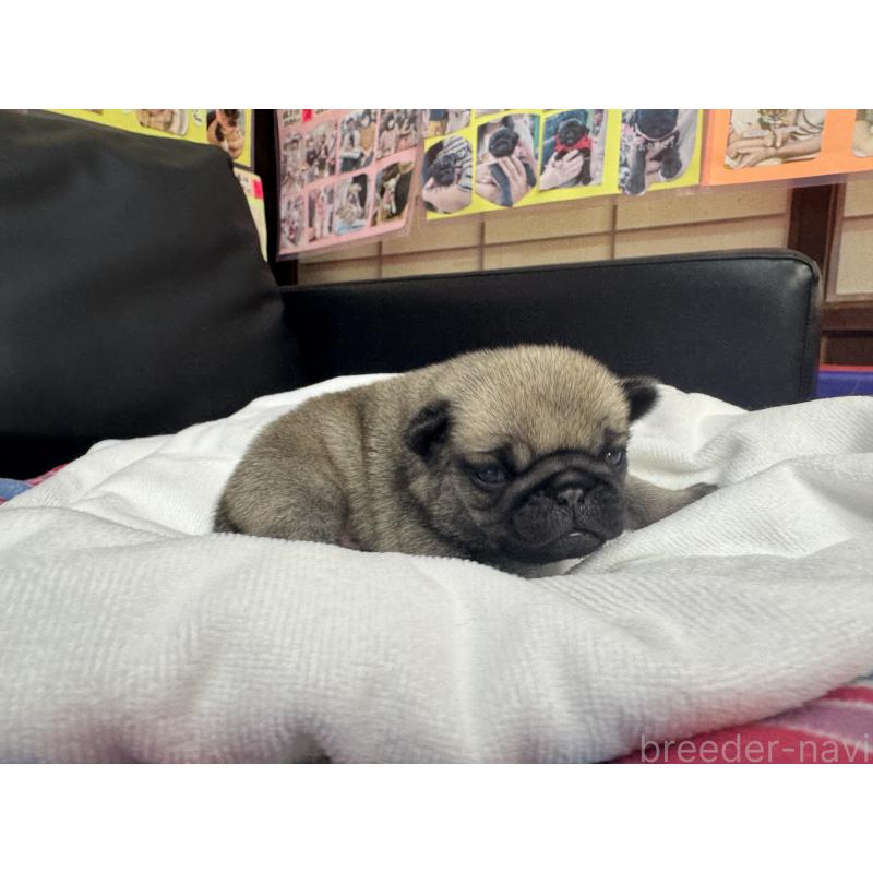 商談中の岐阜県のパグ-443173の12枚目