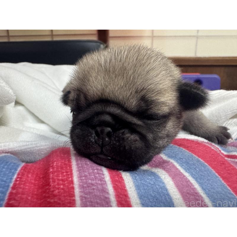 商談中の岐阜県のパグ-443173の11枚目