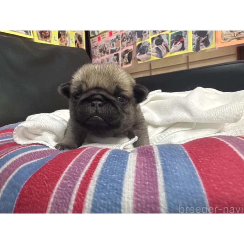 商談中の岐阜県のパグ-443173の10枚目