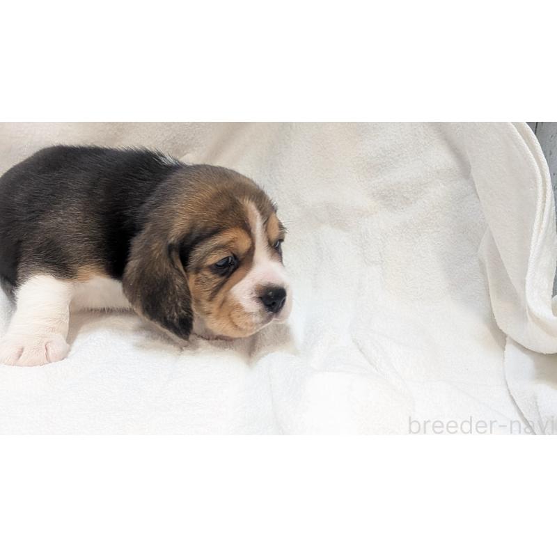 成約済の熊本県のビーグル-440793の21枚目