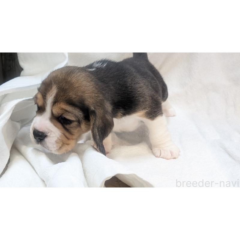 成約済の熊本県のビーグル-440793の20枚目