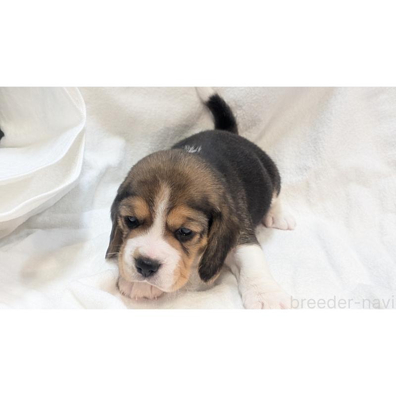 成約済の熊本県のビーグル-440793の19枚目