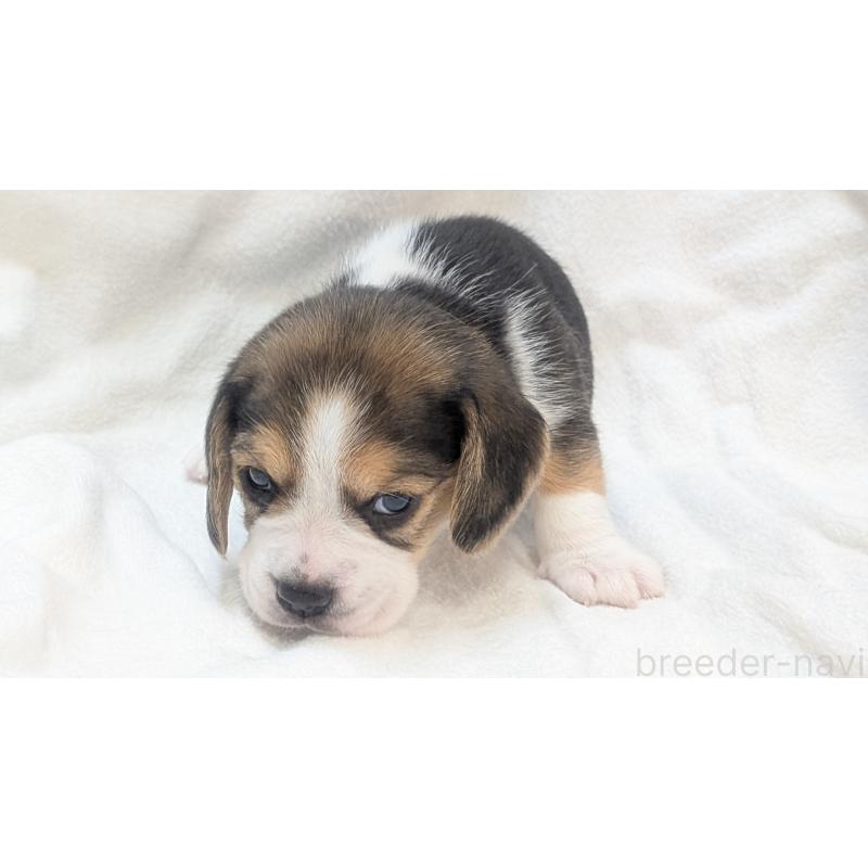 成約済の熊本県のビーグル-440795の10枚目