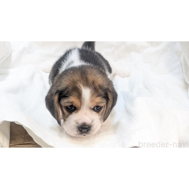 成約済の熊本県のビーグル-440794の13枚目