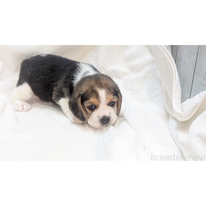 成約済の熊本県のビーグル-440794の12枚目