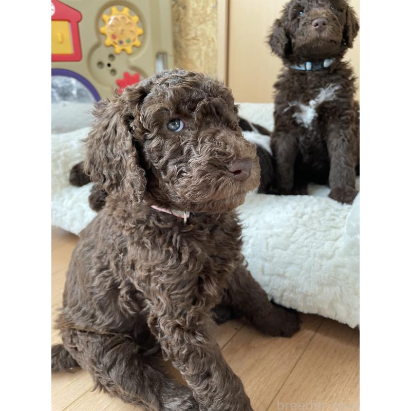 成約済の茨城県のスタンダードプードル-442673の4枚目