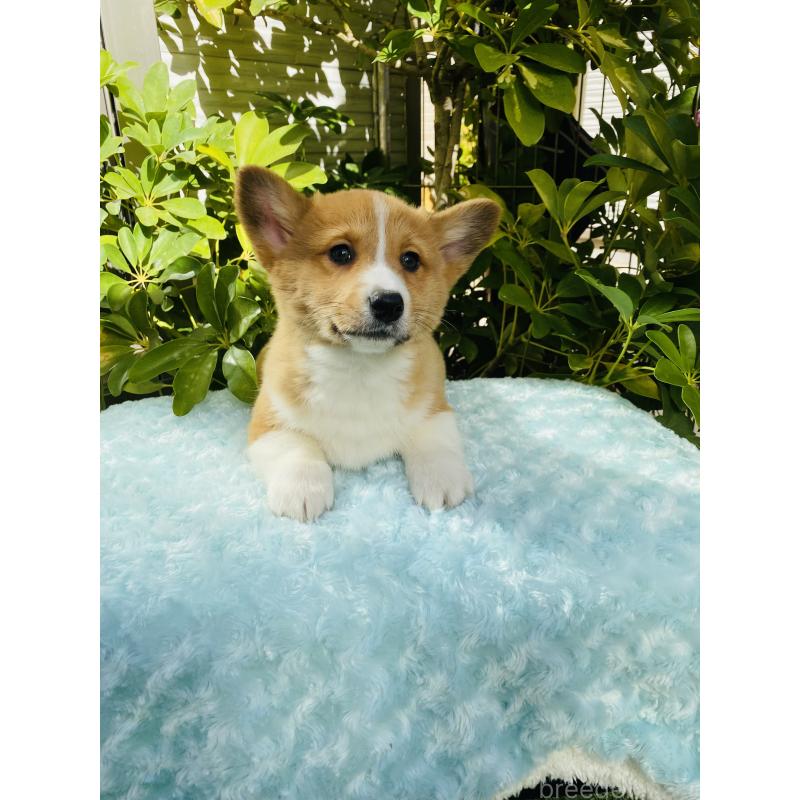 販売中の千葉県のミックス犬-441886の4枚目