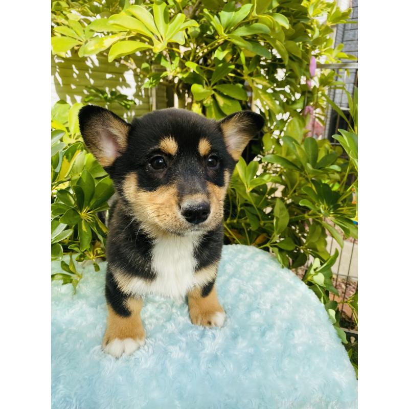 販売中の千葉県のミックス犬-440897の4枚目