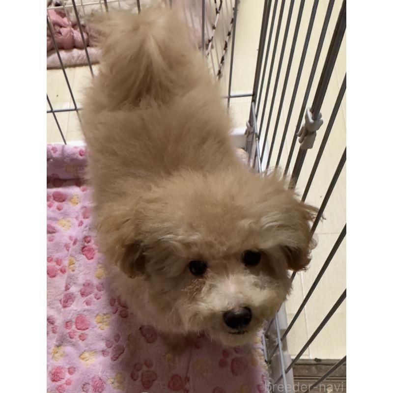 ♂︎ビションプー:ビションフリーゼ×トイプードル