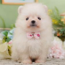 ♀︎ポメラニアン