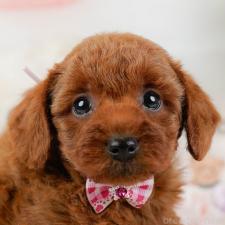 オンライン見学