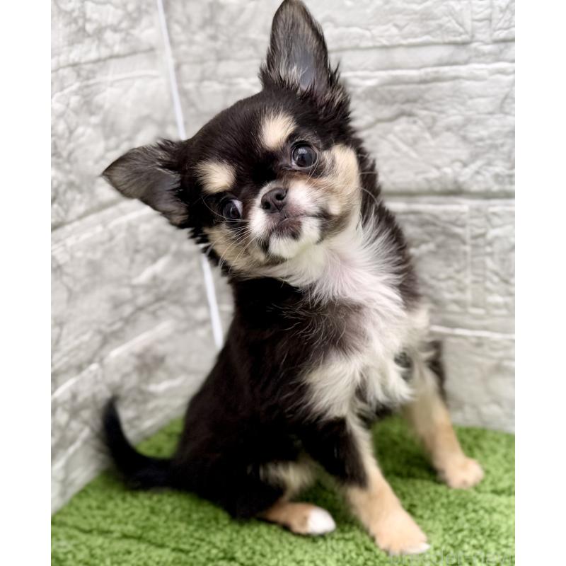 販売中の埼玉県のチワワ(ロングコート)-442731の14枚目