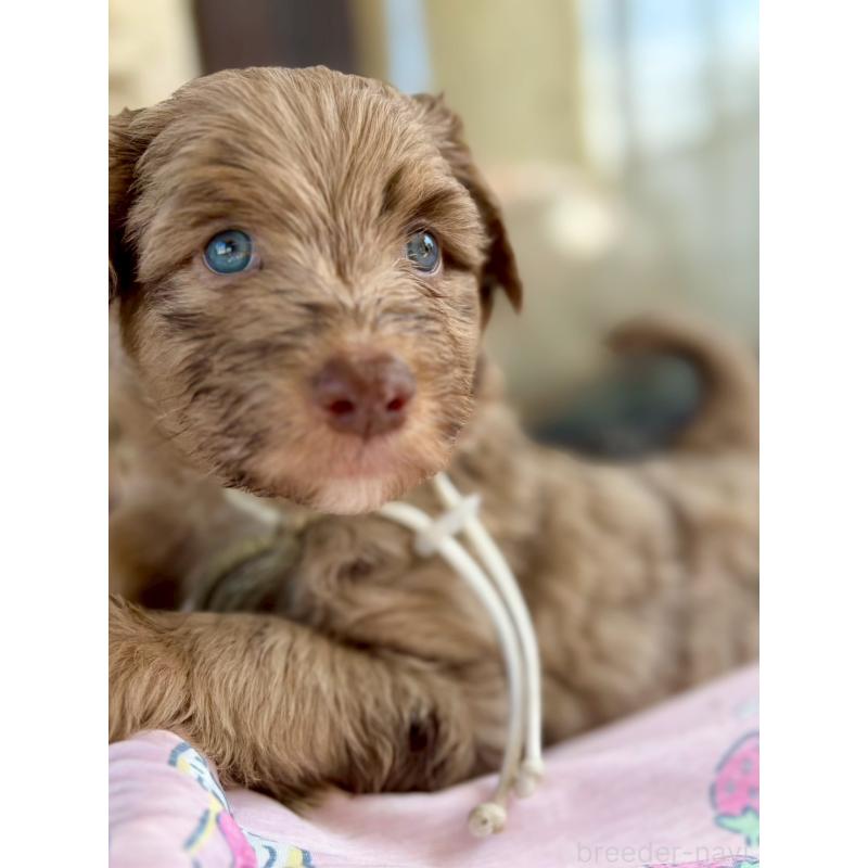 販売中の長野県のミックス犬-442540の15枚目