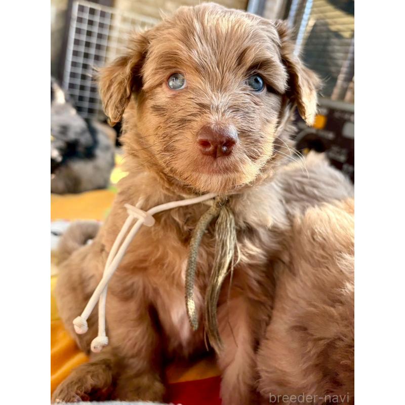 販売中の長野県のミックス犬-442540の14枚目