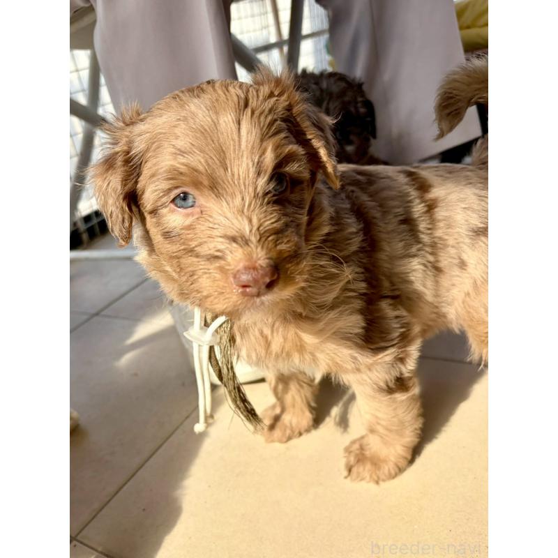 販売中の長野県のミックス犬-442540の13枚目