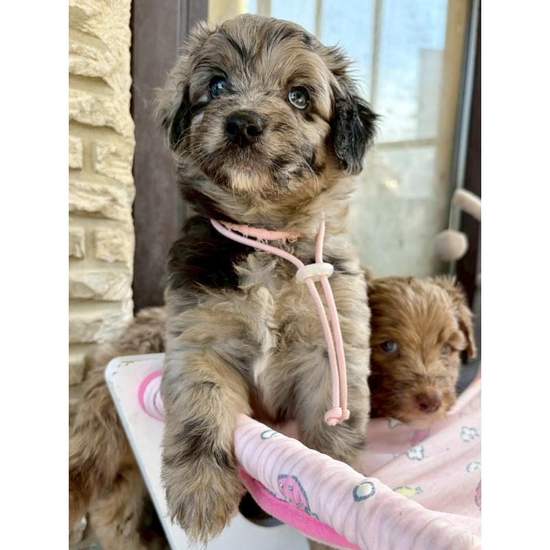 販売中の長野県のミックス犬-442539の8枚目