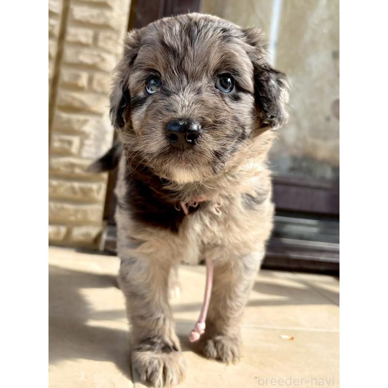 販売中の長野県のミックス犬-442539の7枚目