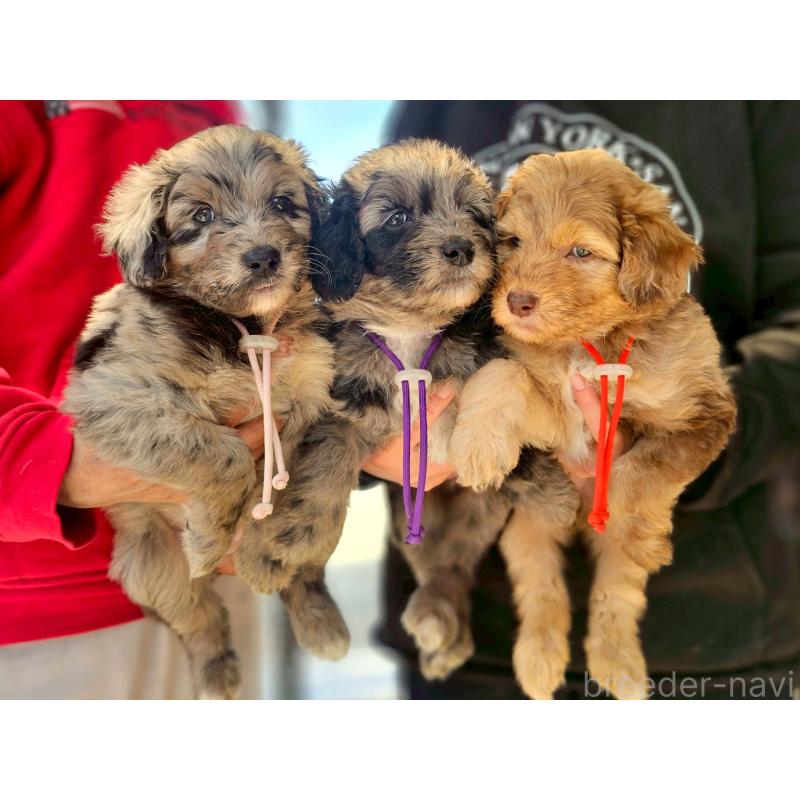 販売中の長野県のミックス犬-442539の5枚目