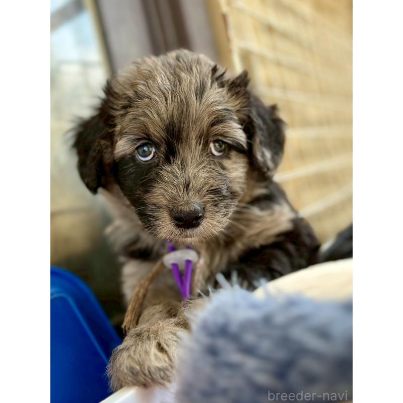 成約済の長野県のミックス犬-442538の18枚目