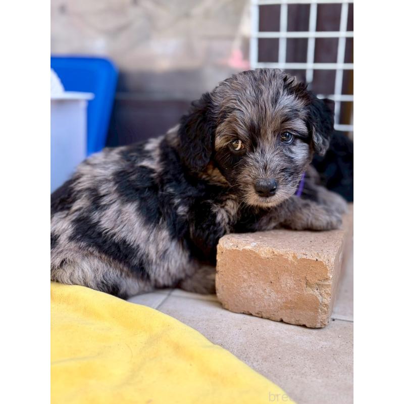 成約済の長野県のミックス犬-442538の17枚目