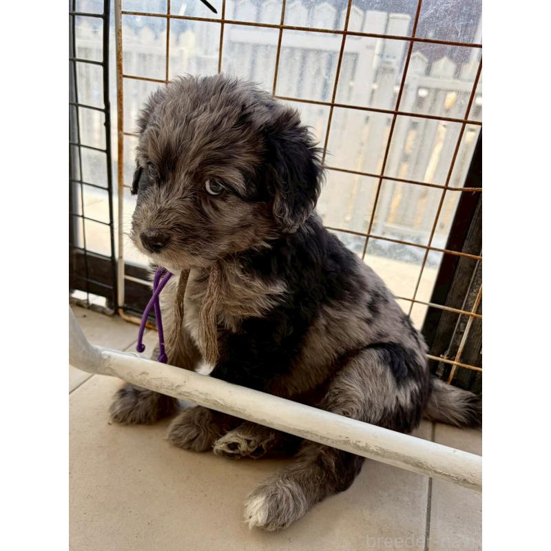 成約済の長野県のミックス犬-442538の16枚目