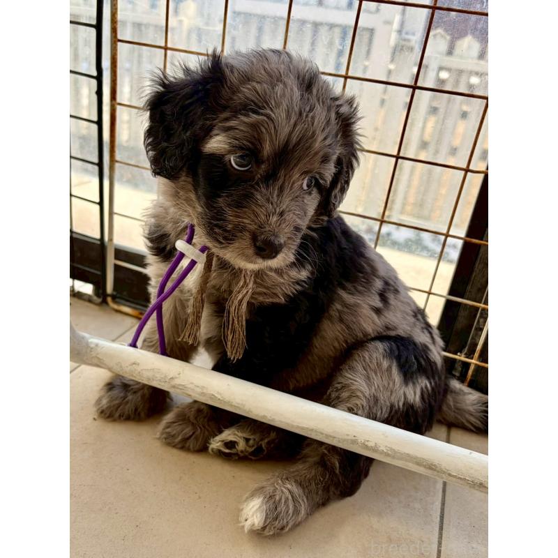 成約済の長野県のミックス犬-442538の15枚目