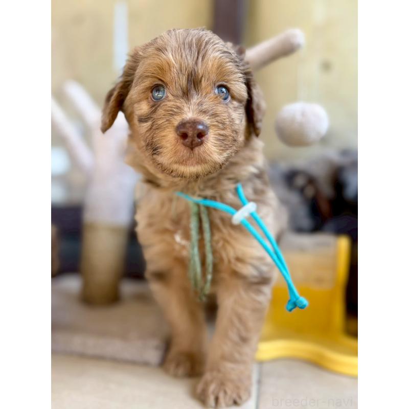 販売中の長野県のミックス犬-442537の15枚目