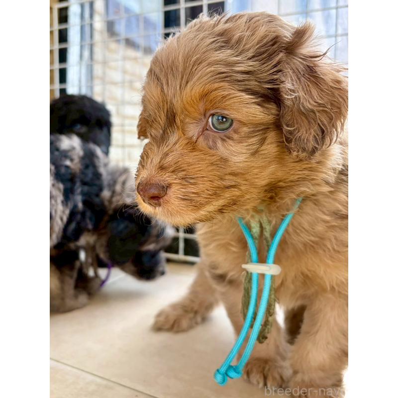 販売中の長野県のミックス犬-442537の14枚目