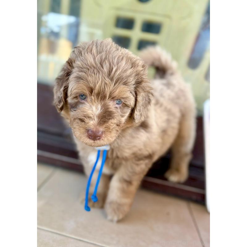 販売中の長野県のミックス犬-442537の13枚目