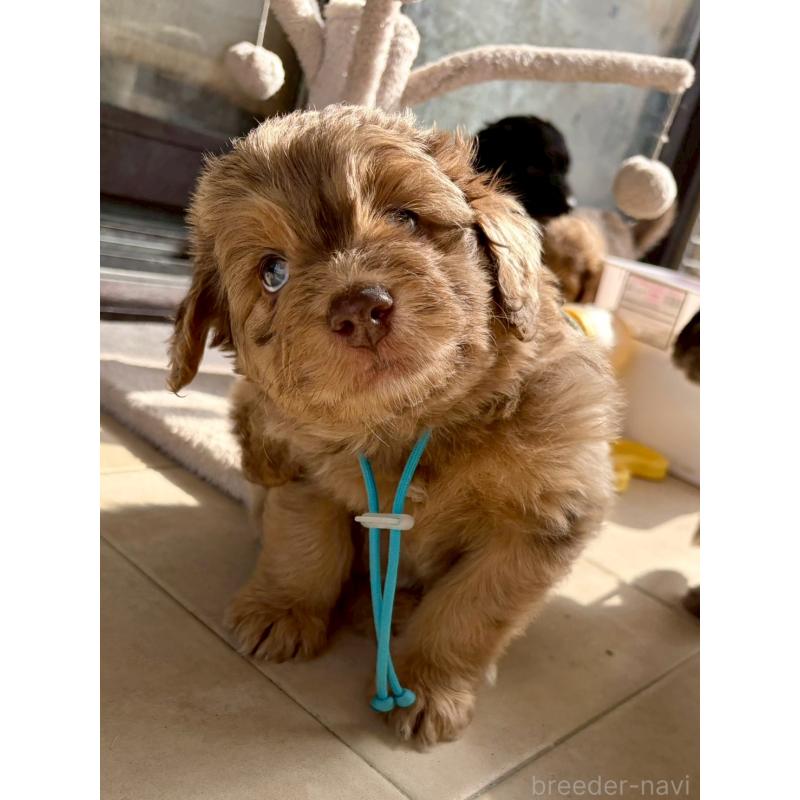 販売中の長野県のミックス犬-442537の12枚目