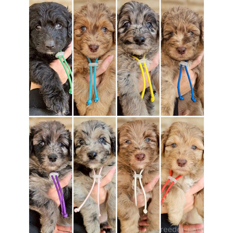 販売中の長野県のミックス犬-442537の9枚目