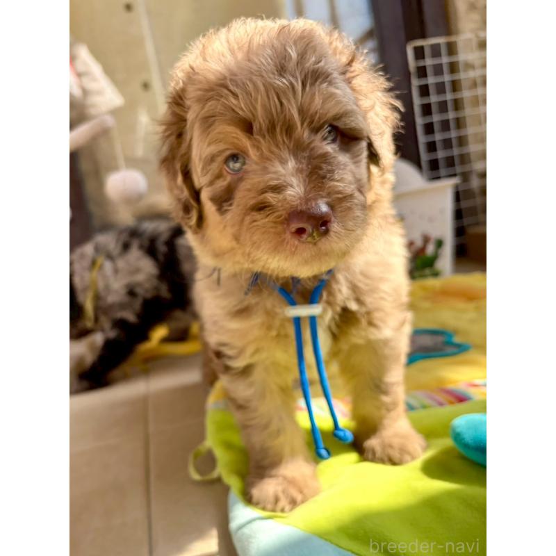 成約済の長野県のミックス犬-442536の8枚目