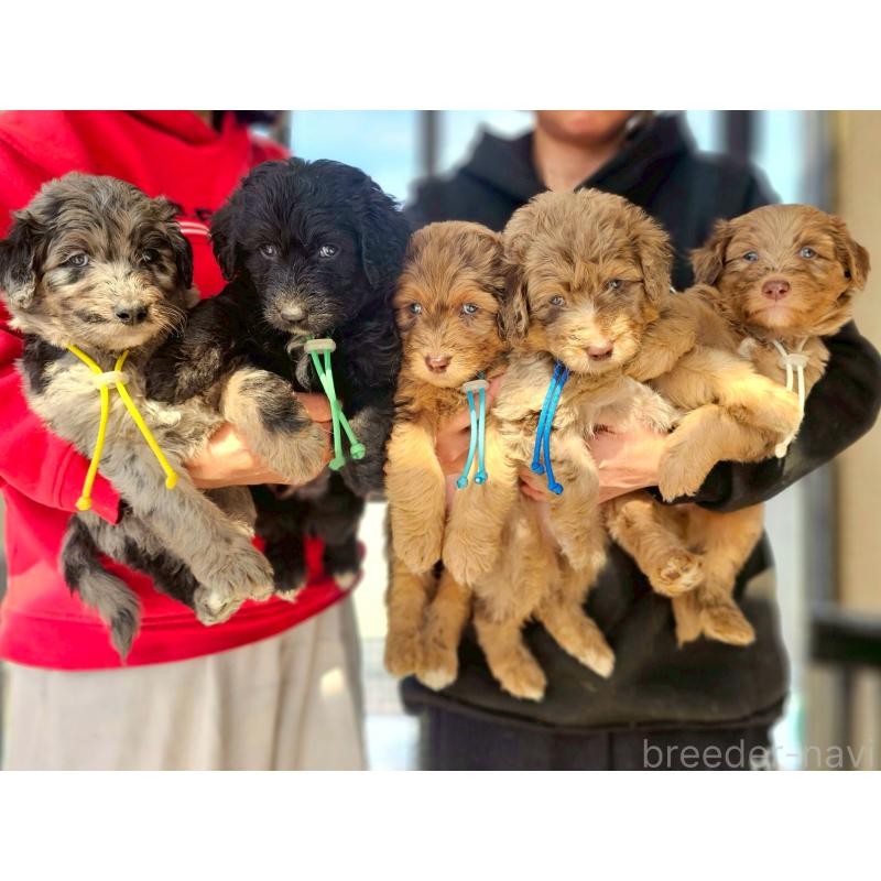 成約済の長野県のミックス犬-442536の5枚目