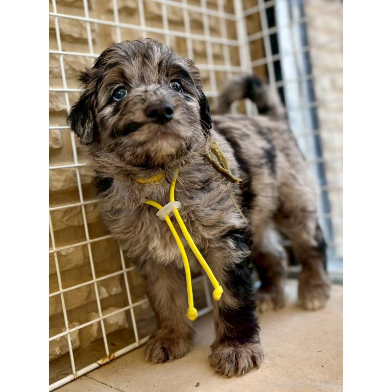 成約済の長野県のミックス犬-442533の14枚目