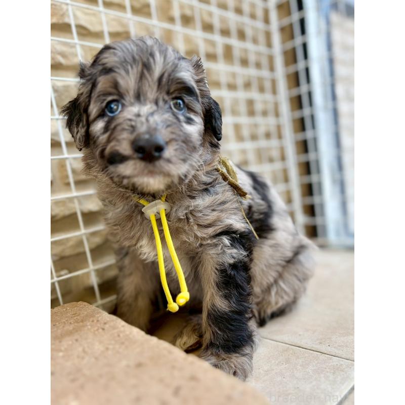 成約済の長野県のミックス犬-442533の13枚目